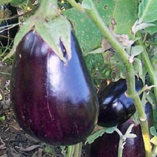 300 Seeds Eggplant Black Beauty Egg Plant