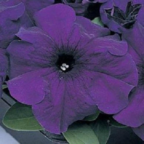 25 thru 500 Pelleted Petunia Seeds Petunia Supercascade Blue Petunia Seeds