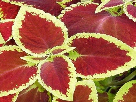 50 Coleus Seeds Jazz Scarlet