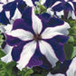 50 Pelleted Petunia Seeds Ultra Blue Star Flower Seeds