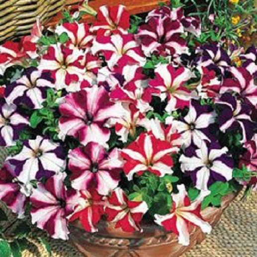 50 Pelleted Petunia Seeds Ultra Mix Petunia Seeds