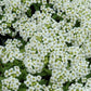 100 Alyssum Seeds Wonderland White Ground Cover