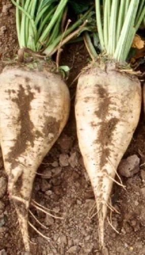 250 Sugar Beet Seeds Garden Seeds