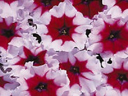 50 Seeds Pelleted Petunia Celebrity Burgundy Frost