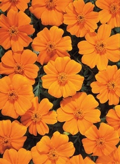 vanilla marigold seeds White Marigold | Marigold Seeds