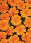 50 Marigold Seeds French Disco Orange Flower Seeds