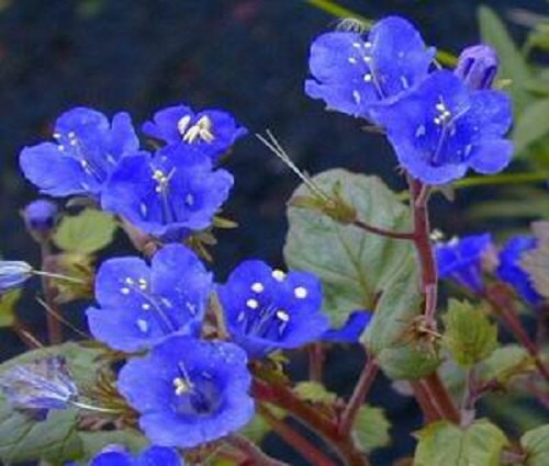 500 Seeds California Blue Bells Bluebells