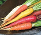 1000 Carrots Seeds Rainbow Blend Garden Seeds Rainbow Carrots