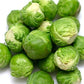3,000 Brussel Sprout Seeds Long Island Improved