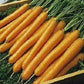 5,000 Carrot Seeds Tendersweet
