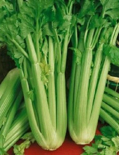 3,000 Celery Seeds Utah 52-70