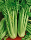 3,000 Celery Seeds Utah 52-70