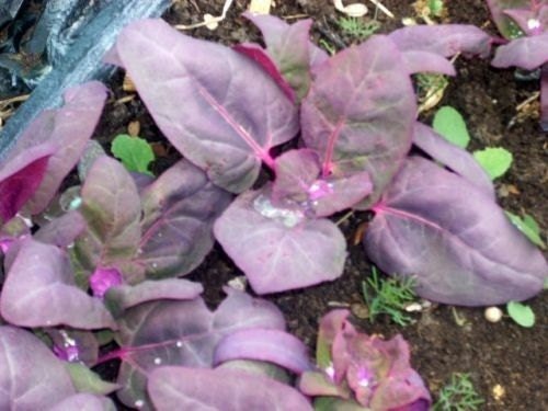 500 Seeds Orach Purple Spinach Mountain Spinach