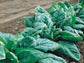 200 Seeds Spinach Seeds Olympia Spinach F1