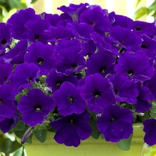 25 Pelleted Seeds Trilogy Blue Trailing Petunias Seeds