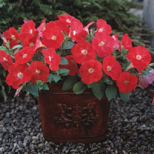 25 Pelleted Seeds Trilogy Scarlet Pelleted Petunia Seeds