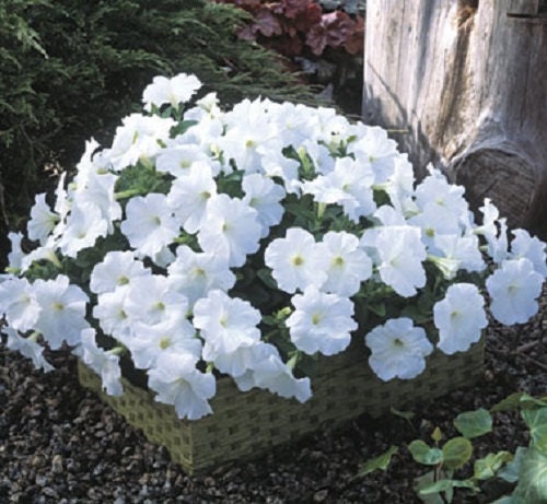BIN#2R6D8 Trilogy White 25 Pelleted Petunia Seeds