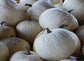 25 Cotton Candy Pumpkin Seeds WHITE PUMPKIN