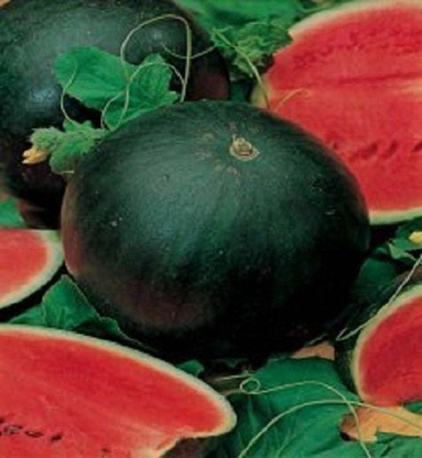 100 Sugar Baby Watermelon Seeds small watermelon