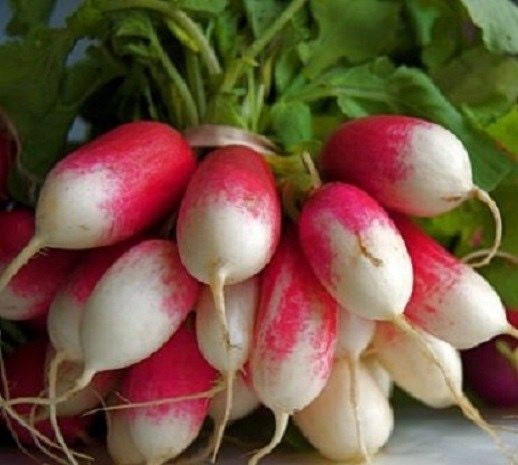 2,000 Radish Seeds French Breakfast