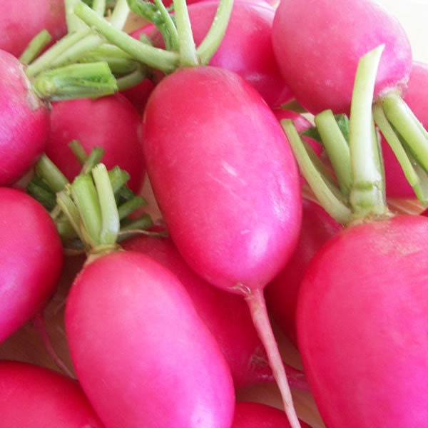2,000 Seeds Radish Seeds Lady Slipper