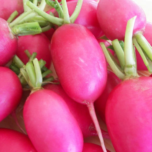 2,000 Seeds Radish Seeds Lady Slipper