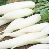 1500 Seeds White Icicle Radish Seeds