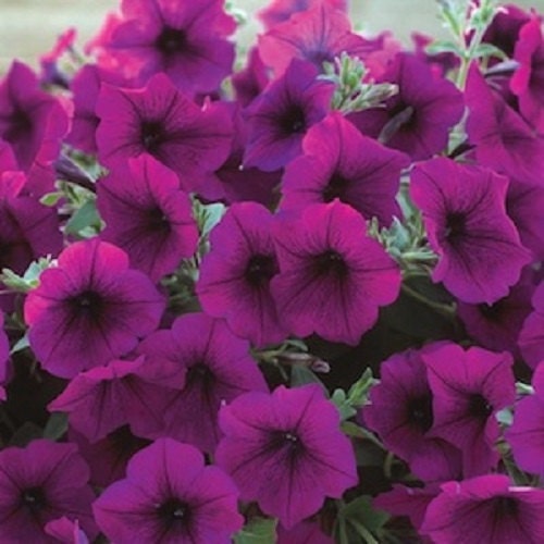 25 Pelleted Seeds Trilogy Purple Trailing Petunia Seeds
