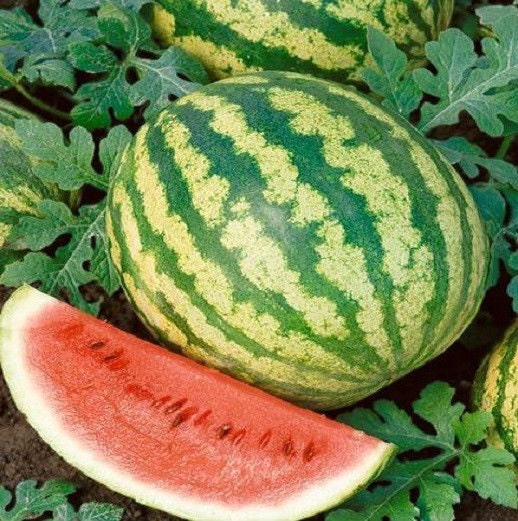 50 Seeds Crimson Sweet Watermelon Seeds