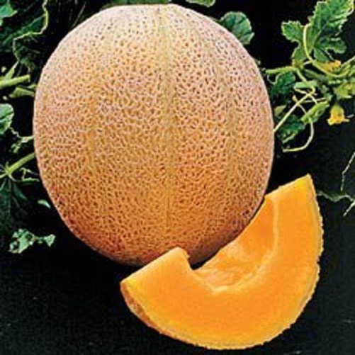 200 Seeds Hales Best Cantaloupe Seeds