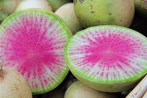 100 Radish Seeds Watermelon Garden Seeds