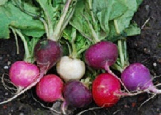 2,000 Seeds Radish Seeds Easter Egg Blend