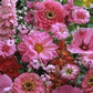 500 Seeds Pink Wildflower Mix Wild Flower