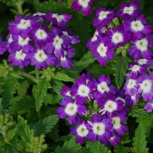 50 Seeds Verbena Obsession Blue With Eye Verbena Seeds