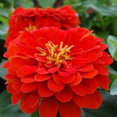 50 Seeds Zinnia Dreamland Scarlet