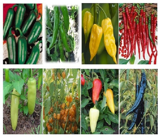 500 Seeds 12 Kinds Of Hot Pepper Seeds These Are Mixed Together Chili Seeds