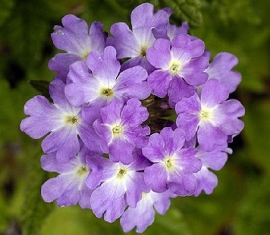 50 Verbena Seeds Imagination Flower Seeds