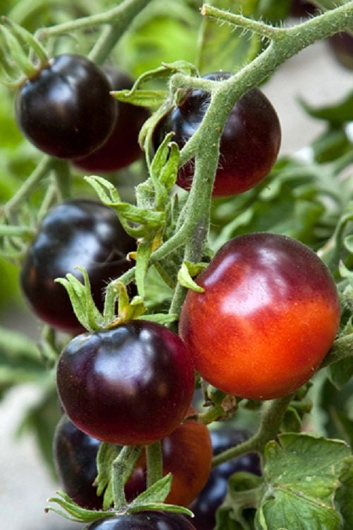 25 Seeds Tomato Indigo Rose Tomato Seeds