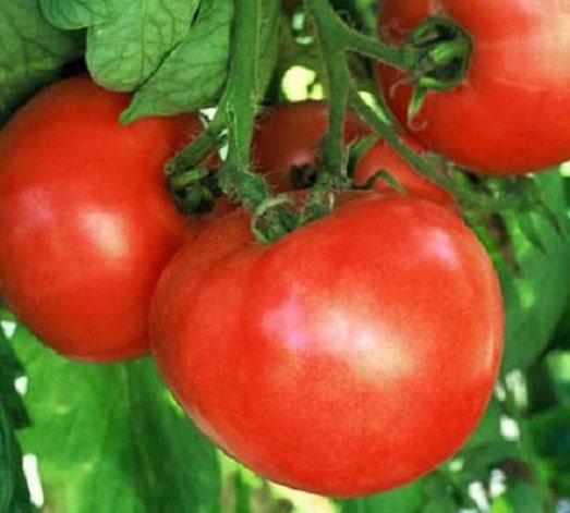50 Tomato Seeds Early Wonder