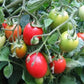 50 Seeds Amish Paste Tomato Seeds