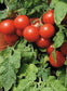 500 Seeds Large Red Cherry Tomato Seeds