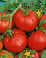 500 Seeds Ace 55 VF Tomato Seeds