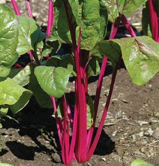 250 Swiss Chard Seeds Pink Lipstick Vegetable Seeds