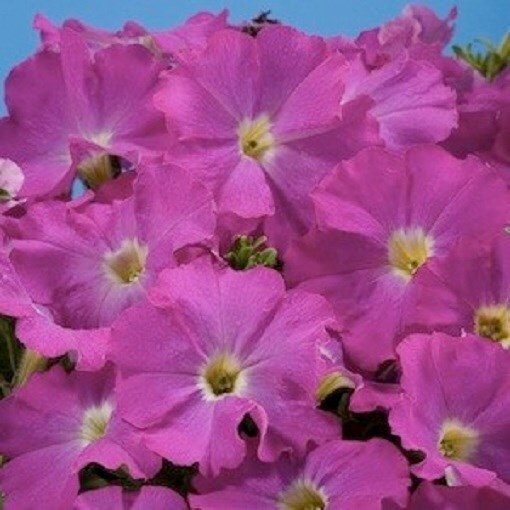 50 Pelleted Aladdin Neon Petunia Seeds