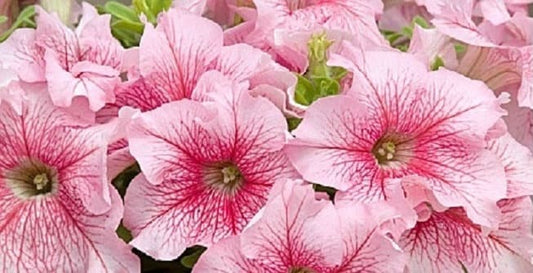 50 Pelleted Aladdin Summer Ice Petunia Seeds