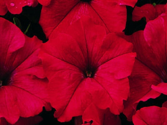 50 Pelleted Candypops Red Pelleted Petunia Seeds