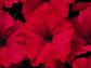 50 Pelleted Candypops Red Pelleted Petunia Seeds