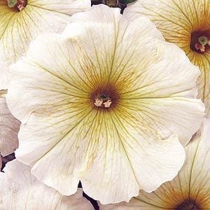50 Seeds Pelleted Petunia Carpet Butter Cream flower seeds