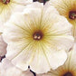 50 Seeds Pelleted Petunia Carpet Butter Cream flower seeds