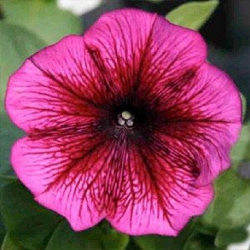 50 Seeds Pelleted Petunia Carpet Plum Nursery Seeds